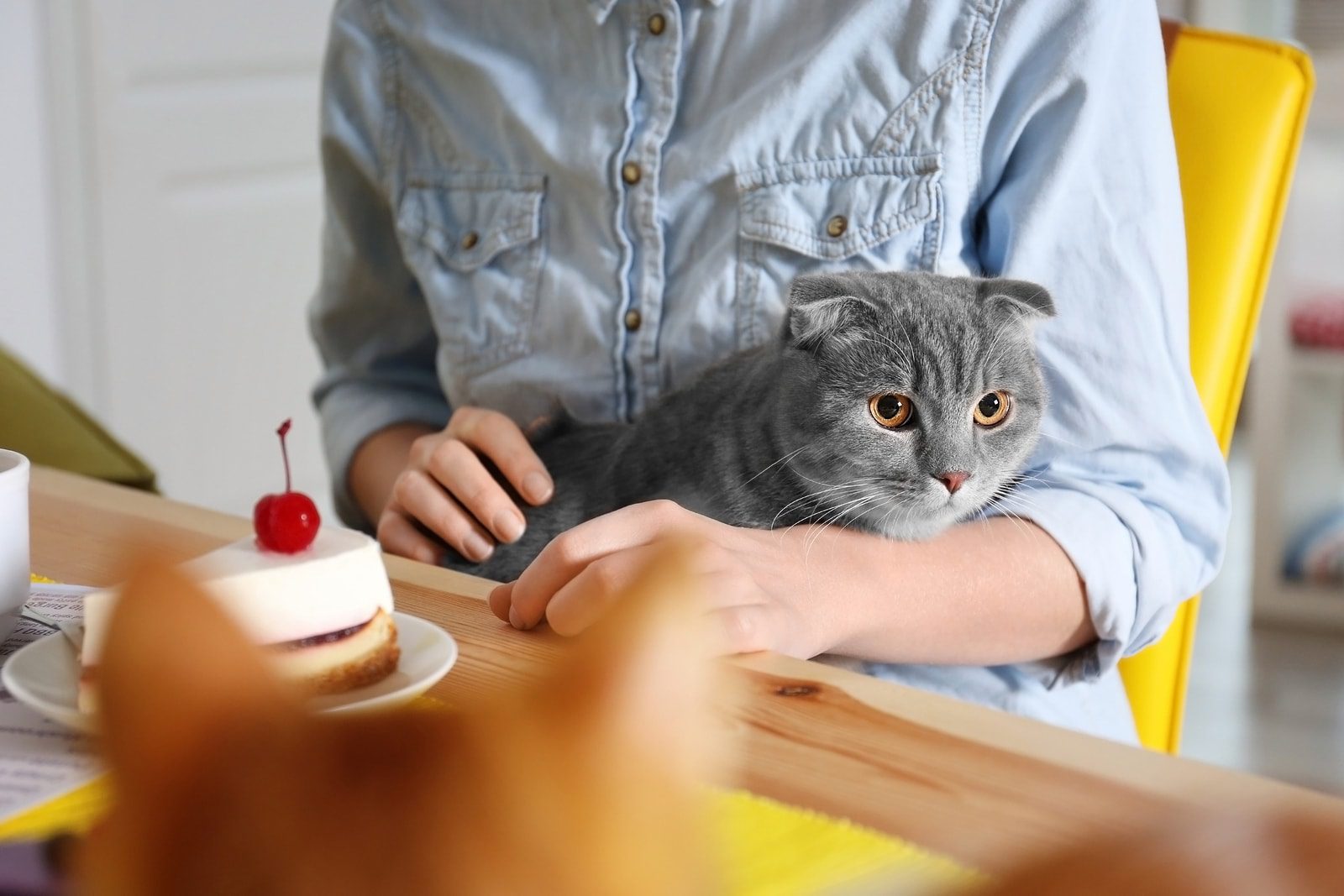 Cat cafe: a place where cat lovers and coffee lovers meet