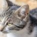 Why and at what age cats and kittens are castrated