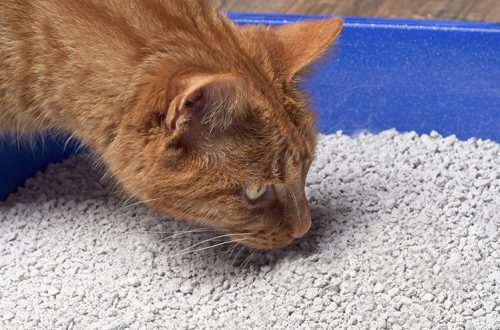 Cat eats litter: what to do