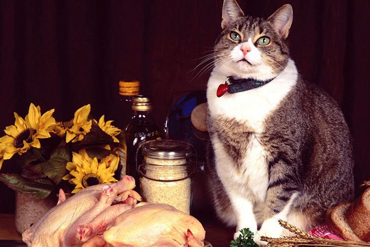 Cat food classes