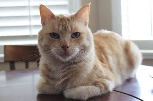 Cat in a loaf pose: what it looks like and what it means