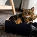7 popular questions about raising cats