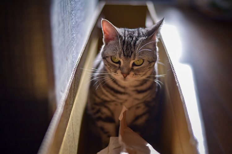 Cat in the house: educate or negotiate?