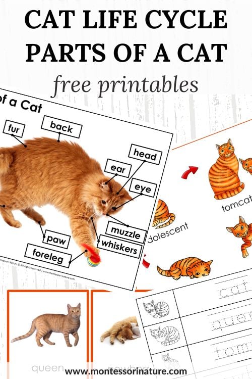 Cat kindergarten: how it works and who suits