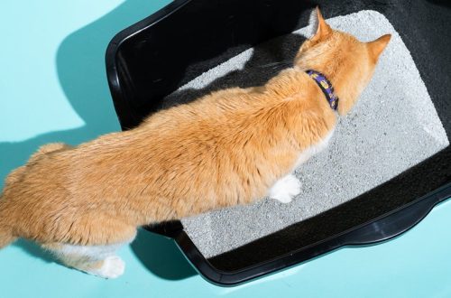 Cat litter: which option is better for the cat and for the owner&#8217;s apartment