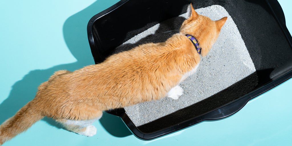 Cat litter: which option is better for the cat and for the owner&#8217;s apartment
