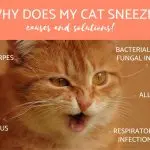 Cat or cat sneezes: what to do, how to diagnose and how to treat