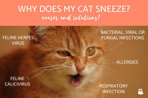 Cat or cat sneezes: what to do, how to diagnose and how to treat