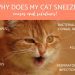 Causes of blood and mucus in the feces of a cat or cat and possible ways to eliminate them
