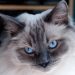 The most expensive cat breeds in the world