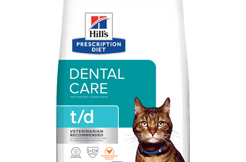 Cat oral care: brushing teeth and proper nutrition