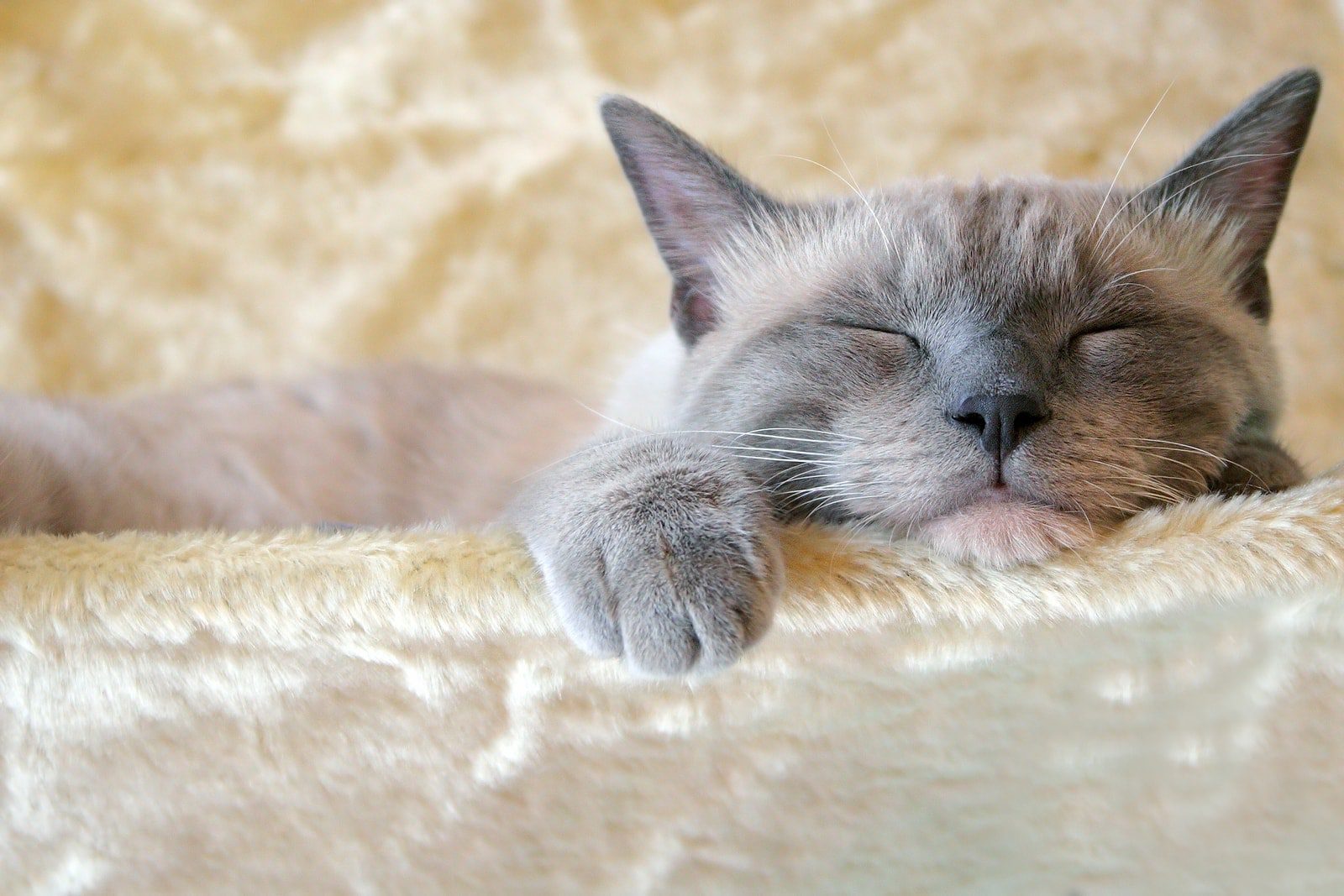 Cat sleep: why do cats sleep a lot