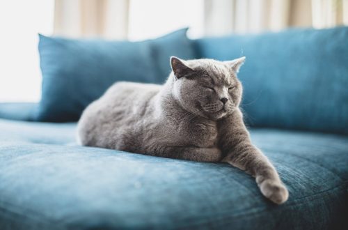 Kasside uni: miks kassid magavad palju