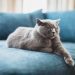 Bursts of activity: why cats rush around the house and when to go to a specialist