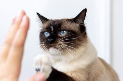 Cat training: what commands can you teach a pet