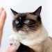 Why does a cat scratch and bite and how to wean it