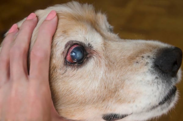 Կատարակտը շների մեջ. ախտանիշներ և բուժում