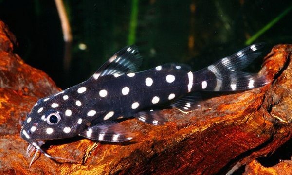 Catfish synodontis: species features, maintenance rules and other aspects + photo