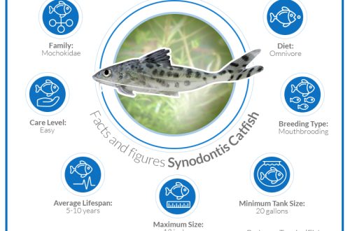 Säga synodontis: liigi tunnused, hooldusreeglid ja muud aspektid + foto