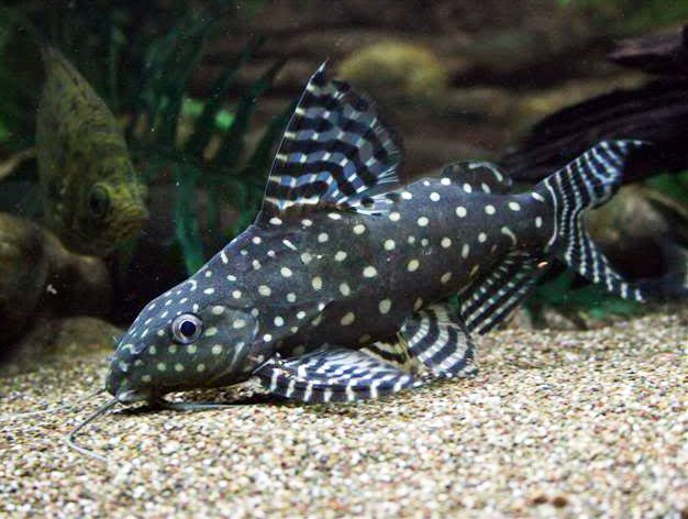 Catfish synodontis: species features, maintenance rules and other aspects + photo