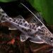 Red-tailed catfish &#8211; Orinok inhabitant of many aquariums