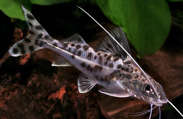 Catfish-tarakatums: features of keeping, breeding, compatibility with other fish, nutrition and treatment