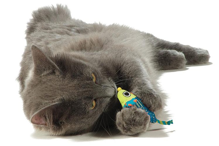 Catnip toys for cats