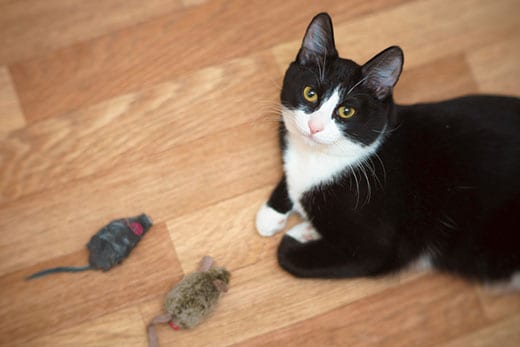 Cats and mice: why a cat catches mice and brings them to their owners