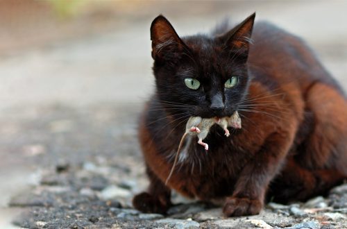 Cats and mice: why a cat catches mice and brings them to their owners
