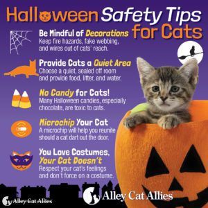 Mačke i slatkiši: Sigurna Noć vještica za vašu mačku