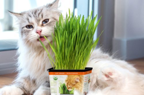 Cats Favorite Grass: Is It Safe?
