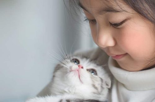 Cats that get along well with children: do they exist?