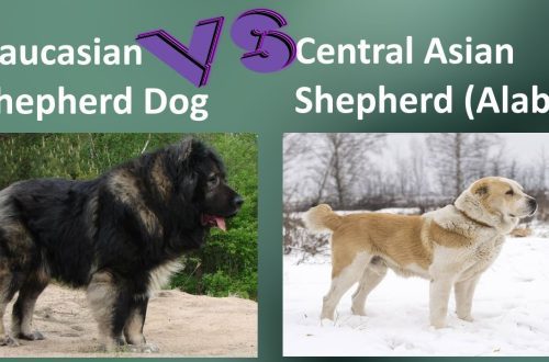 Caucasian Shepherd Dog and Alabai: Distinguishing Breeds