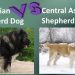Dog breeds that do not need to be walked for a long time