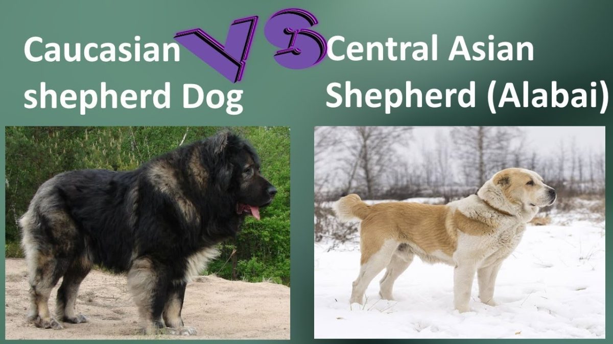 Caucasian Shepherd Dog and Alabai: Distinguishing Breeds