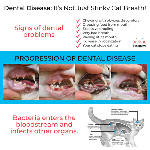 Causes and signs of dental disease in cats