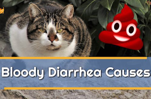 Vere ja lima põhjused kassi või kassi väljaheites ja võimalikud viisid nende kõrvaldamiseks