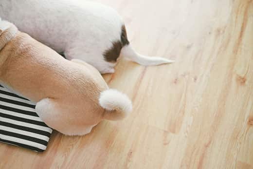 Causes of hair loss on the tail of a dog