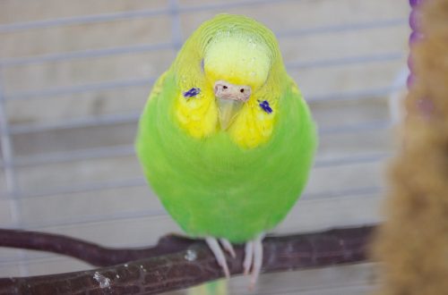 Cerebral hyperkeratosis in parrots