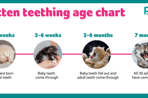 Changing Your Kitten&#8217;s Teeth