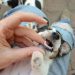 Bad breath in dogs