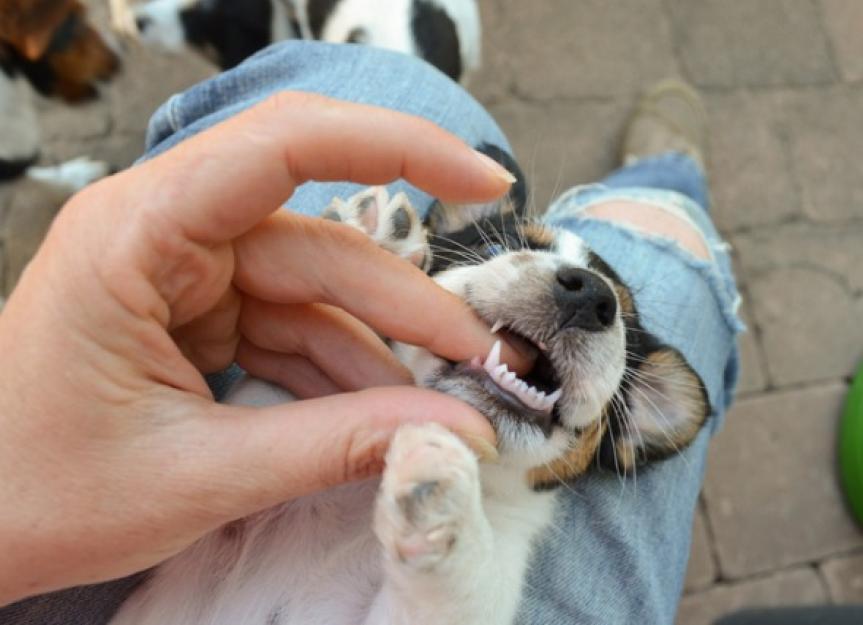 Changing your puppy&#8217;s teeth