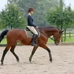 Character types: horses are sensitive and too accommodating