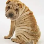 Characteristic signs of dog breeds with folds of the skin