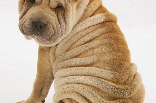 Characteristic signs of dog breeds with folds of the skin