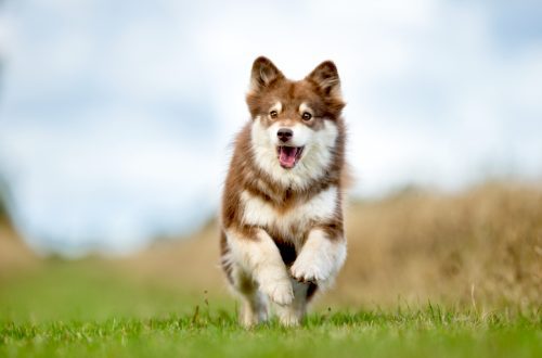 Characteristics of a healthy puppy