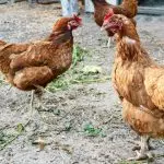 Characteristics of Loman Brown chickens, their advantages and disadvantages