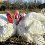 Characteristics of the BIG-6 turkey breed: features of their maintenance and breeding