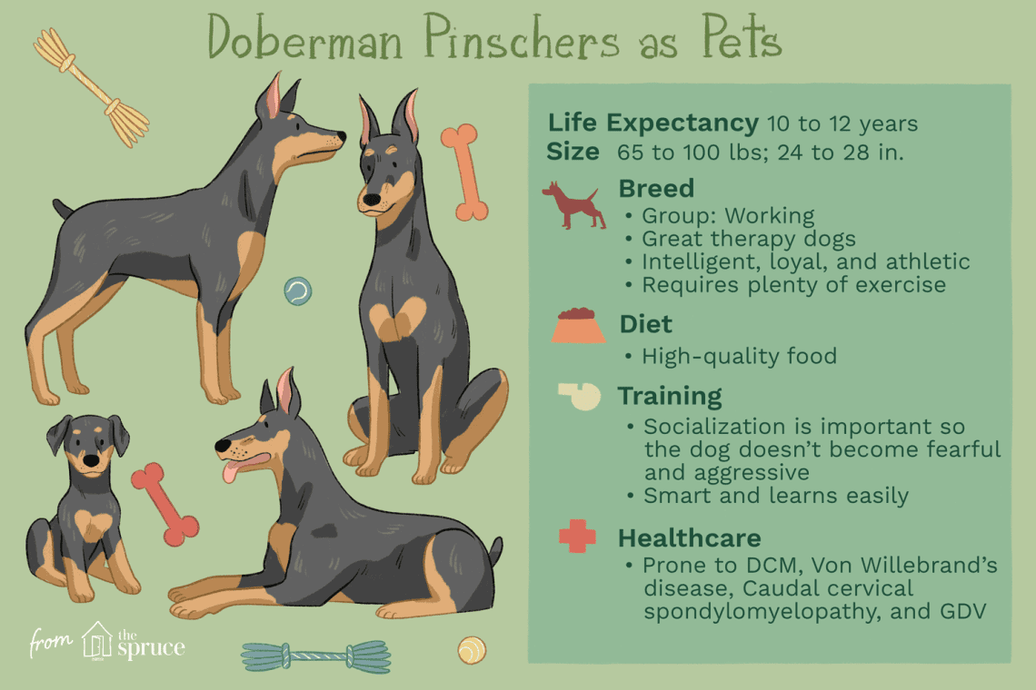 Characteristics of the Doberman Pinscher and whether it is suitable for keeping in the house