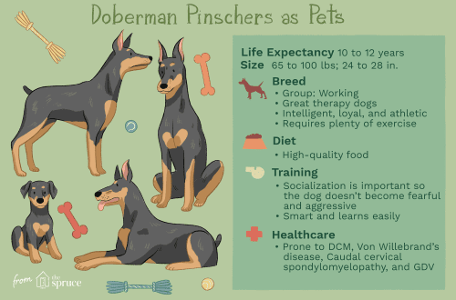 Characteristics of the Doberman Pinscher and whether it is suitable for keeping in the house